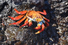 Closeup On Orange Colored Sally Lightfoot Crab Grapsus Grapsus On A Rock