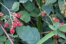 Ripening Daily, Wild Blackberries Grow Along The Sides Of The Road And Offer A Great Opportunity For Gleaning.