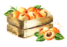 Box With Ripe Apricots. Watercolor Hand Drawn Illustration, Isolated On White Background