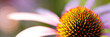 beautiful funny bright flower echinacea
