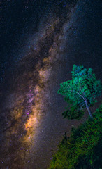 Wall Mural - landscape with milky way galaxy over tree. night sky with stars. long exposure photograph.