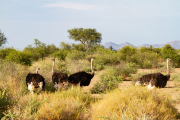 Wall Mural - namibia deserts and nature in national parks