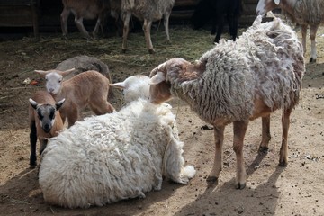 lambs on a farm