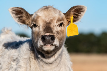 Wall Mural - Close up of White calf with yellow ear tag