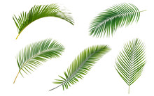 Green Palm Leaves Collection Isolated On White Background.