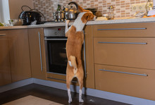 Hungry Basenji Dog Nibbling Pizza Dough On A Kitchen Bar While Being Home Alone