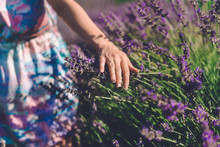 Girl Hand Touching Lavender Blossom On Meadow. Blooming Lavender Field With Purple Flower Bushes In Vojvodina, Serbia. Summer Floral Bloomfield With Violet Herbs. Blossoming French Lavender Flowers.