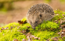 Hedgehog, (Erinaceus Europaeus) Wild, Native, European Hedgehog In Natural Woodland Setting With Green Moss And Leaves.  Facing Left.  Copyspace. Landscape. Horizontal.