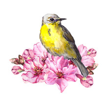 Cute Bird In Cherry Blossom, Sakura Flowers In Spring Time. Watercolor Twig