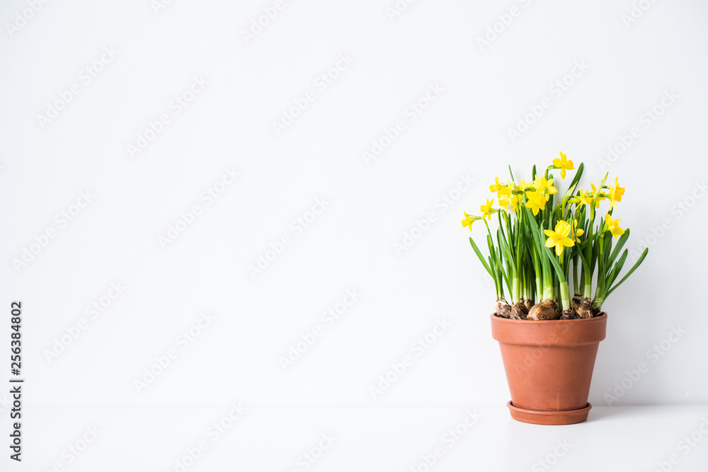Fresh natural yellow daffodils in ceramic pot on white table near empty wall - obrazy, fototapety, plakaty 