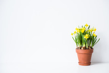 Fresh Natural Yellow Daffodils In Ceramic Pot On White Table Near Empty Wall