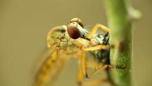Robber Fly Feeding On A Fly, Sucking The Fluids Out With An Incision To The Back Of The Head, Macro Close Up Static Shot In Hd With Bokeh Background. 