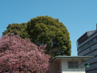 Wall Mural - Tokyo,Japan-March 20, 2019: An entrance of Ueno Park, Tokyo, Japan