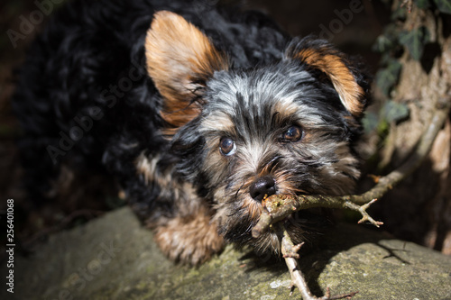Biewer Yorkshire Terrier Hund Knabbert An Ast Von Baum Buy This Stock Photo And Explore Similar Images At Adobe Stock Adobe Stock