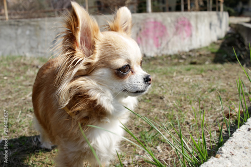 Long Haired Chihuahua Dog Outdoor Cute Golden Chihuahua From
