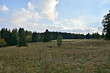 Sumava National Park, nature of the Czech Republic, picture from summer