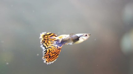 Wall Mural - Guppy in freshwater aquarium. Poecilia reticulata.