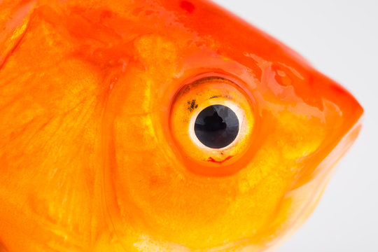 Fototapete - Fish Eye. Gold fish