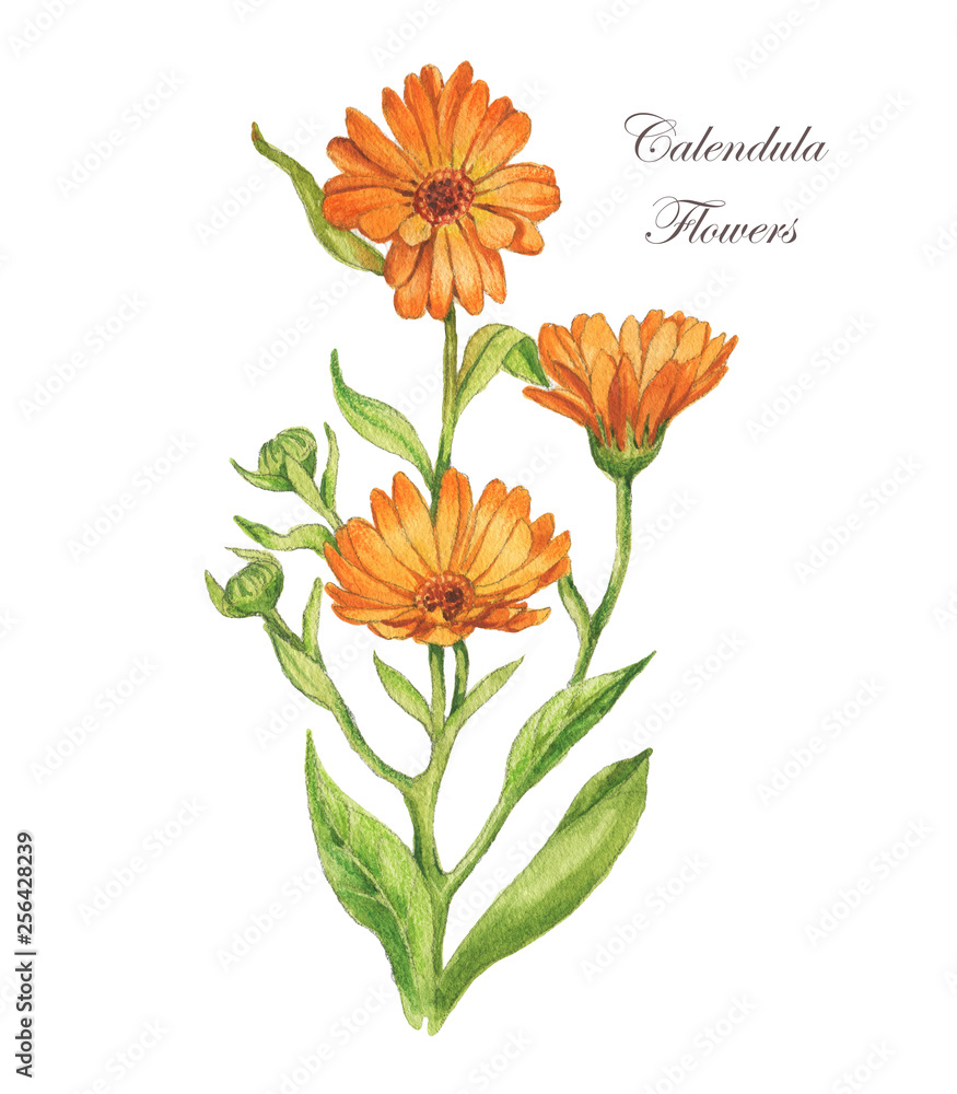 Watercolor hand drawn illustration. Calendula flower with leaves. Calendula officinalis.  - obrazy, fototapety, plakaty 