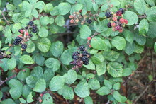Blackberry And Blackberries On Bramble Bush 