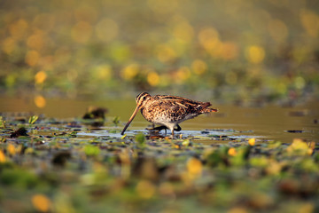 Poster - The common snipe (Gallinago gallinago) walking blossom lagoon. Water bird in the shallow pond.