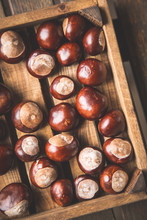 Conkers In Wooden Box