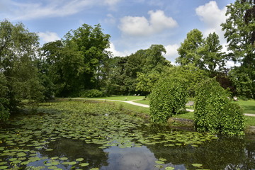 Le petit étang avec ses milliers de nénuphars au milieu de la nature luxuriante du domaine provincial de Vrijbroekpark à Malines 