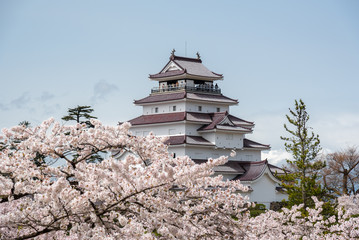 Tsuruga-jo castle with sakura