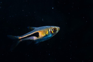 Sticker - Lambchop rasbora (Trigonostigma espei) ornamental fish from peat swamp of southern Thailand