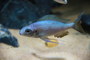 Wall Mural - Blue Ventralis Ciclid (Ophthalmotilapia ventralis)