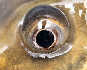 Wall Mural - The eye of a carp fish as a background