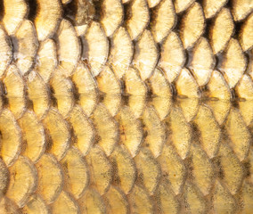 Sticker - Scales on carp fish as abstract background