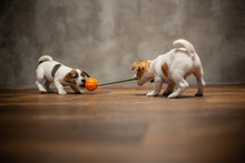 Two Puppies Of Breed Jack Russell Terrier Are Played With A Toy With An Orange Ball Pulling It On The Floor Against The Gray Wall