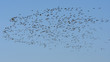Flock of Barnacle Goose (Branta leucopsis) during autumn migration in Finland. Moving to south.