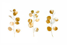 Gold Leaves Eucalyptus Populus On White Background. Flat Lay, Top View