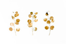 Gold Leaves Eucalyptus Populus On White Background. Flat Lay, Top View