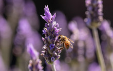 Bee On A Lavender Flower, Closeup View Of A Bee Pollinating A Lavender Blossom