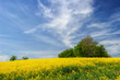 Blooming rapeseed field with dramatic sky