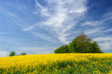Fototapeta Na sufit - Blooming rapeseed field with dramatic sky
