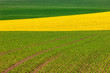 Spring field with rapeseed