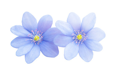 blue flower isolated