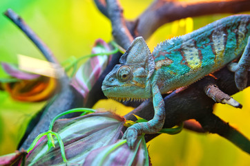 Chameleon on a tree branch. Successful disguise under a multi-colored environment