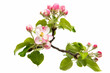 beautiful flowers of apple tree isolated