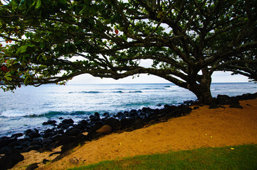 Wall Mural - Beautiful Tropical photos Silhouetted tree