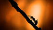 Silhouette Ant with sunlight close up