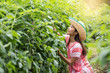 Young Asian woman working in tomatoes field