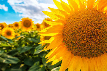 Fotomurales - Blooming sunflower crop field