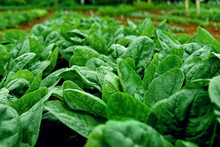 Rows Of Fresh Young Garden Spinach.