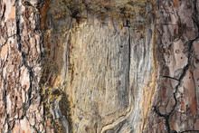 Empty Frame Carved On A Tree Trunk Bark, Copy Space, Closeup View