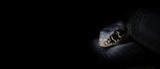 banner on black with photo of lurking snake